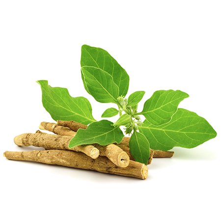Ashwagandha herb